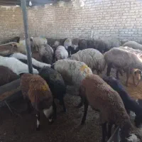 گوسفند زنده