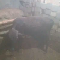 گوساله ماده باب قصابی