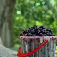شاهتوت وردیچ درشت و شیرین درجه یک
