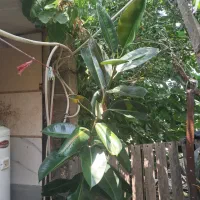 گل سالم برای اینکه جا ندارم می خوام بفروشم