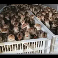 پیش فروش جوجه بوقلمون،غاز و جوجه مرغ رسمی