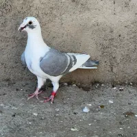 کبوتر رنگی دوبال