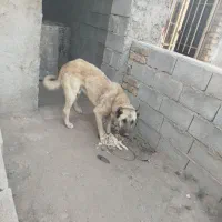 سگ سرابی