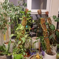 گل پتوس|گل و گیاه طبیعی|تهران, کرمان|دیوار