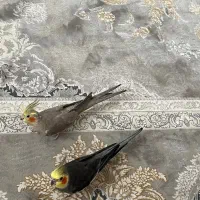 یه جفت عروس هلندی.لطفاً توضیحات رو بخونید
