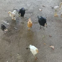 بوقلمون ۲ماه نیم ۹۰۰