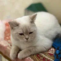 گربه بریتیش شورت هیر کالرپوینت