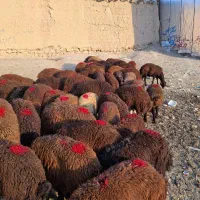 49 راس بره نر پای پرواری