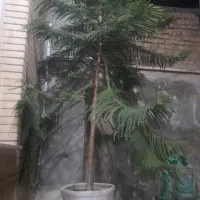 گل کاج