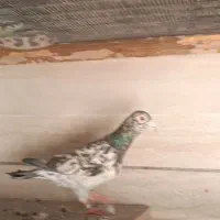 نرسرور ارتشی خوش زمینه
