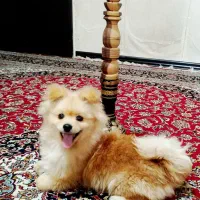 واگذاری سگ پامر
