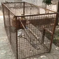 قفس کبوتر