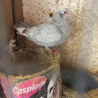 تعدادی المانی