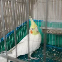 معاوضه با عروس هلندی نر