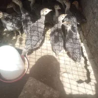 جوجه بوقلمون.