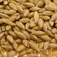 فروش جو امسال