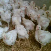 کارگر مرغداری نیازمندیم