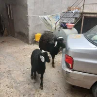 قوچ قره چال
