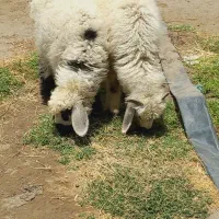بره نر و ماده دو قلو (رودبار شاه آباد)