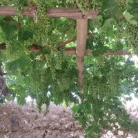 غوره‌عسگری‌مناسب‌گردغوره