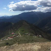 لوبیا چیتی