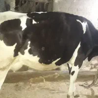 گاو هلشتاین۴ ماه ابستن