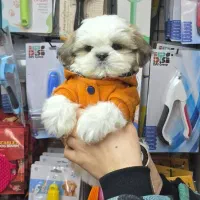 سگ شیتزو، پامرانین و پودل