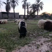 گوسفند