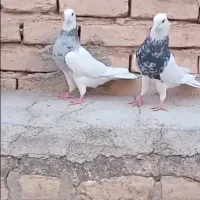 کبوتر طوقی