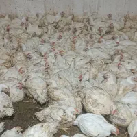 انبار مرغ زنده تعاونی یزدان شوش دانیال ۲۵۰