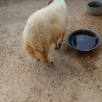 بره، کاور نر  پروار