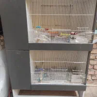 قفس عروس هلندی