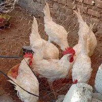 خروس