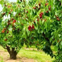 سرمایه گذار میخوام برای خرید محصولات باغ در اشنویه