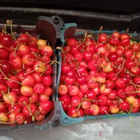 گیلاس تک دانه