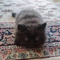 گربه پرشین واگذاری