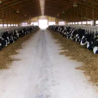 زمین گاوداری صنعتی تیران