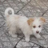دوتا توله سگ  ۱۰ ماهه