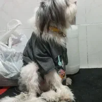 سگ پاپی گمشده