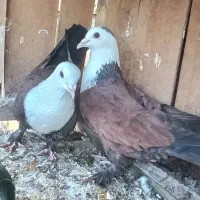 کبوتر کلسفید