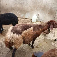 گوسفند درجه یک برای قربانی