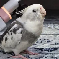 رهاشده