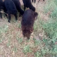 بره نر و ماده دشتی ۱۰تا ۱۸کیلو