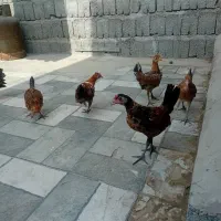 مرغ و خروس