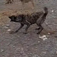 ماده ماری درشت نگهبانی