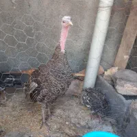 بوقلمون و دو جوجه