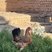 مرغ و خروس عشایر مقاوم