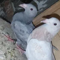 هفترنگ خطی جوجه