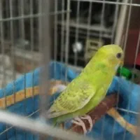 مرغ عشق نر