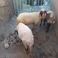 گوسفند میش